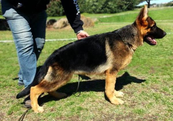 Baileys di Casa Palomba | German Shepherd Dog 