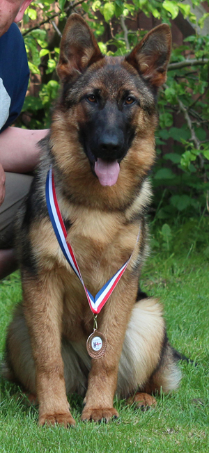 Starkherz Haida | German Shepherd Dog 