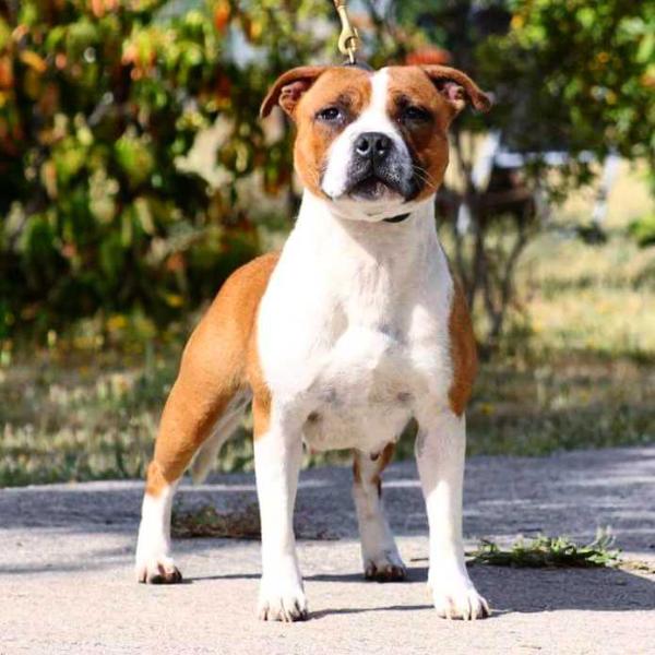 Earthquake Staff's Red Hot | Staffordshire Bull Terrier 