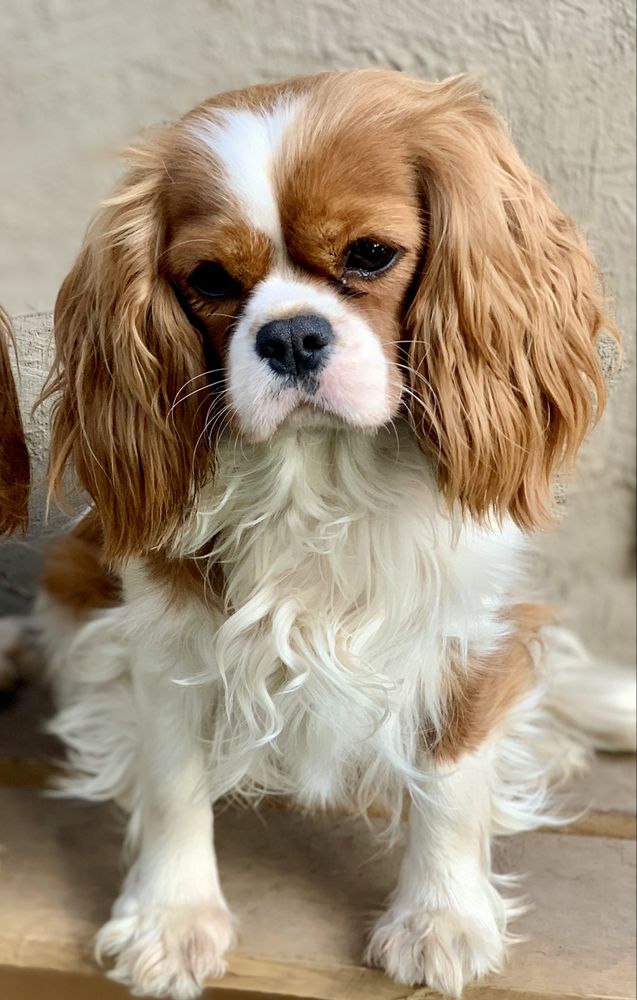 Enchanting Tail’s White Chocolate | Cavalier King Charles Spaniel 