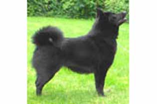 Corinnas Belladonna | Schipperke 