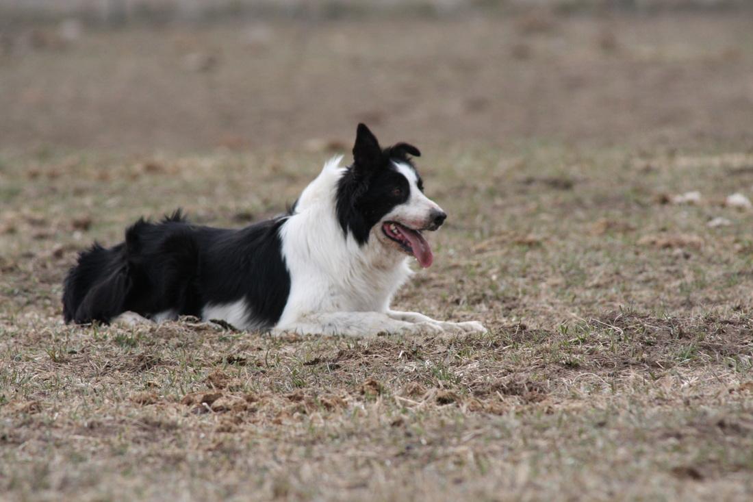 Hoss ABC 358058 | Border Collie 
