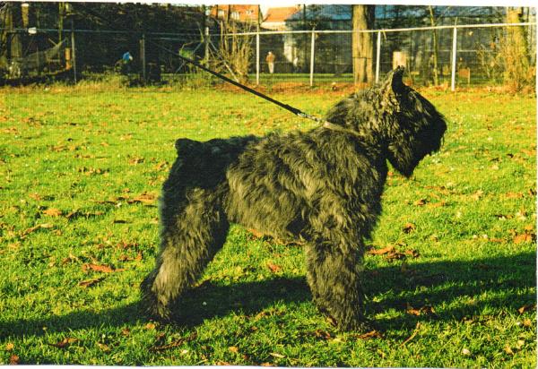 Kimble Centy v.d. Overstort | Bouvier des Flandres 