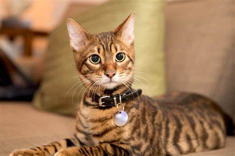 Toyger