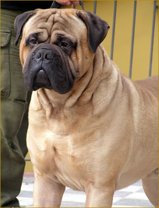 Oakridge mega watt | Bullmastiff 