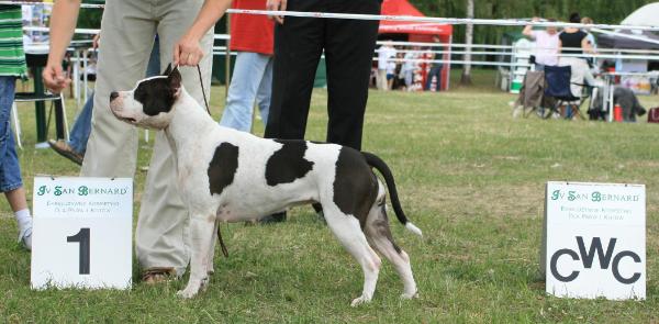 FORBIDDEN LOVE z Doliny Jezierzycy | American Staffordshire Terrier 
