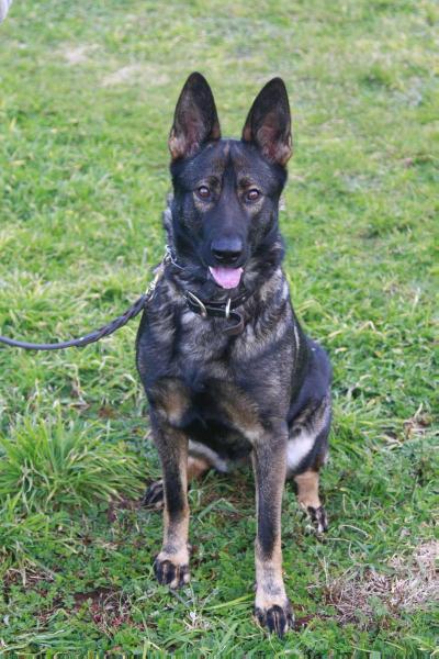 Sarskilda Dysis | German Shepherd Dog 