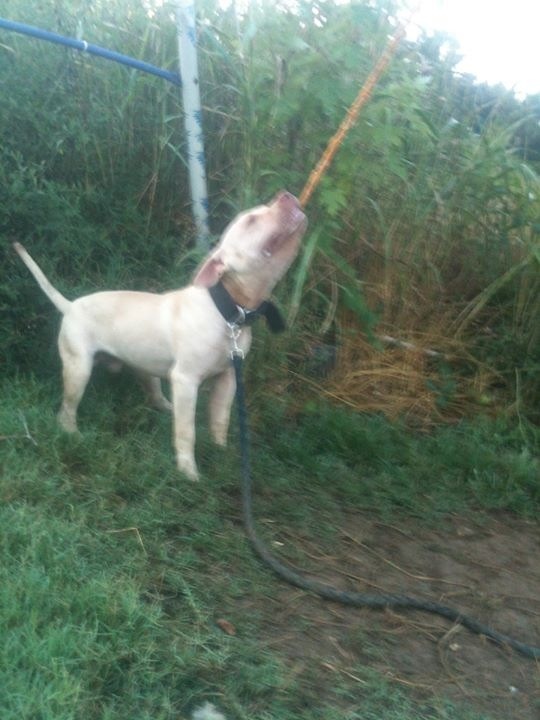 Donald's duck | American Pit Bull Terrier 