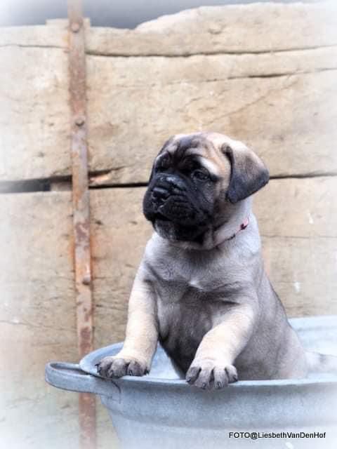 Cooperdale Miss Madeline | Bullmastiff 