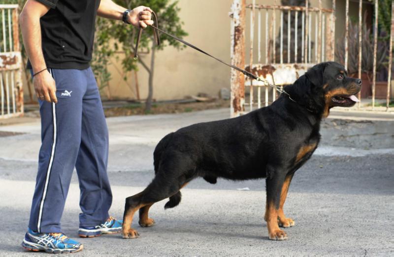 Apollo Vom House Kosovan | Rottweiler 