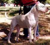 El can Del Indio Blanco | Argentine Dogo 