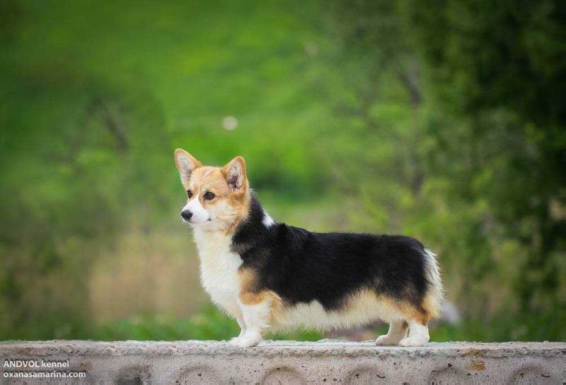 ANDVOL MURAKAMI (N/B) | Pembroke Welsh Corgi 