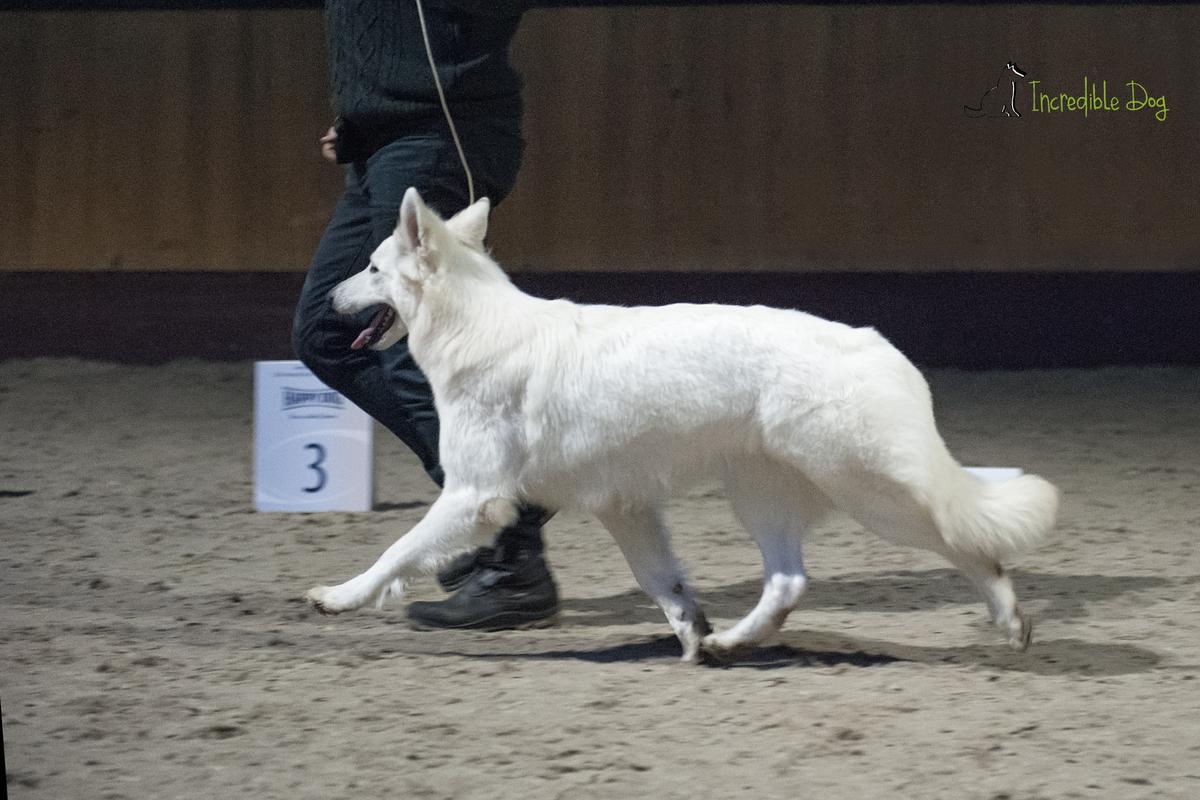 Indigo INCREDIBLE DOG | White Swiss Shepherd Dog 