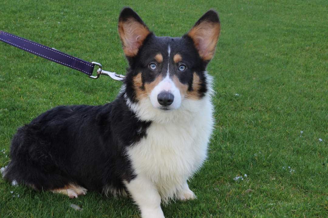 Butterball I'll butter your biscuits | Pembroke Welsh Corgi 