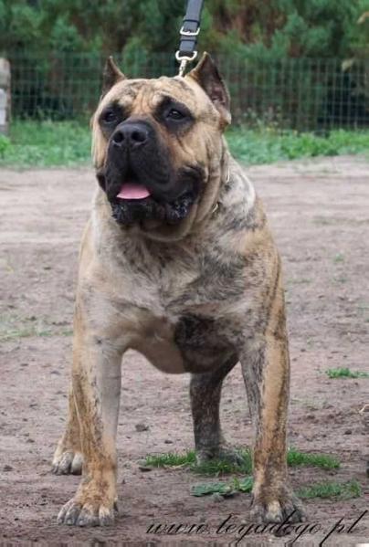 Enzo de la roue solaire | Perro de Presa Canario 