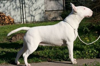 DAPHNE Buteo | Bull Terrier 