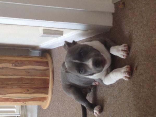 Philosophy I Plato Blue | Staffordshire Bull Terrier 