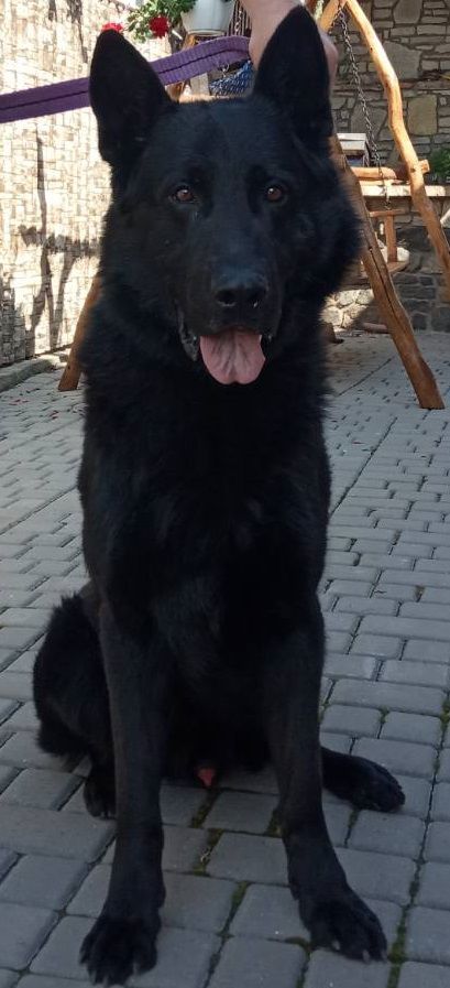 PHILIP DAS STUDIUM | German Shepherd Dog 