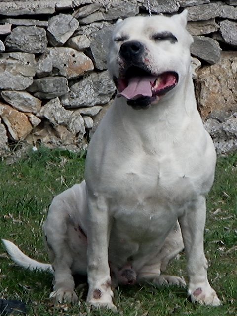 Pangare de la catorce | Argentine Dogo 