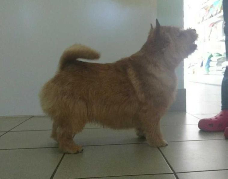 Brait Nouz Daiz of Dream | Norwich Terrier 