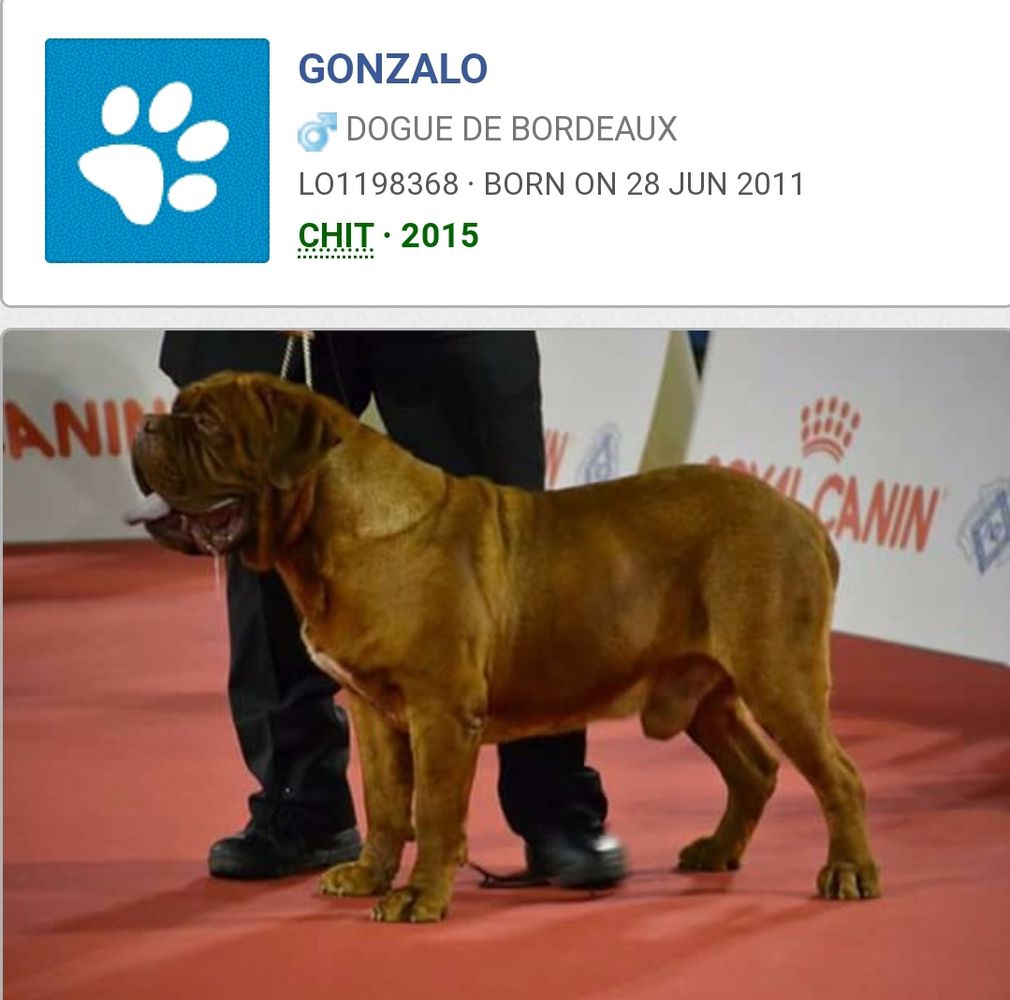 Gonzalo | Dogue de Bordeaux 