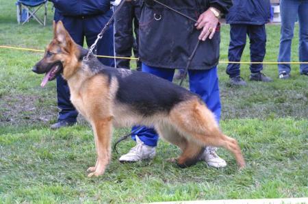 Nala von Waldhimmel | German Shepherd Dog 