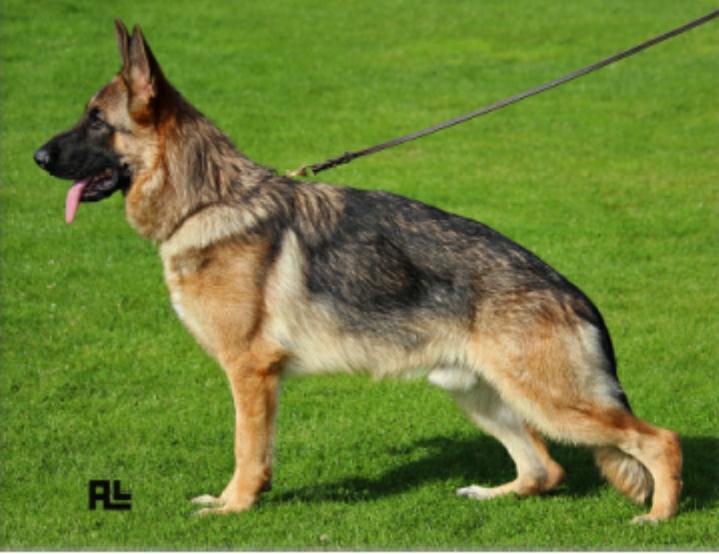 Trasto del Nou Gilbay | German Shepherd Dog 