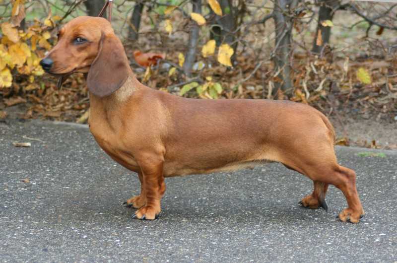 Charlene vom Hallwanger Silberberg | Dachshund 