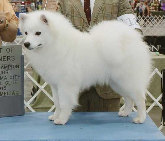 Nuuktok's Great Expectations | American Eskimo Dog 