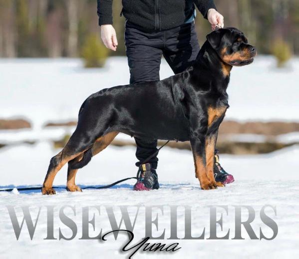 Wiseweiler Yuma | Rottweiler 