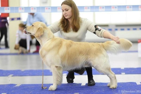 MUL'TIK IZ YAROSLAVSKOGO KNIAJESTVA | Golden Retriever 