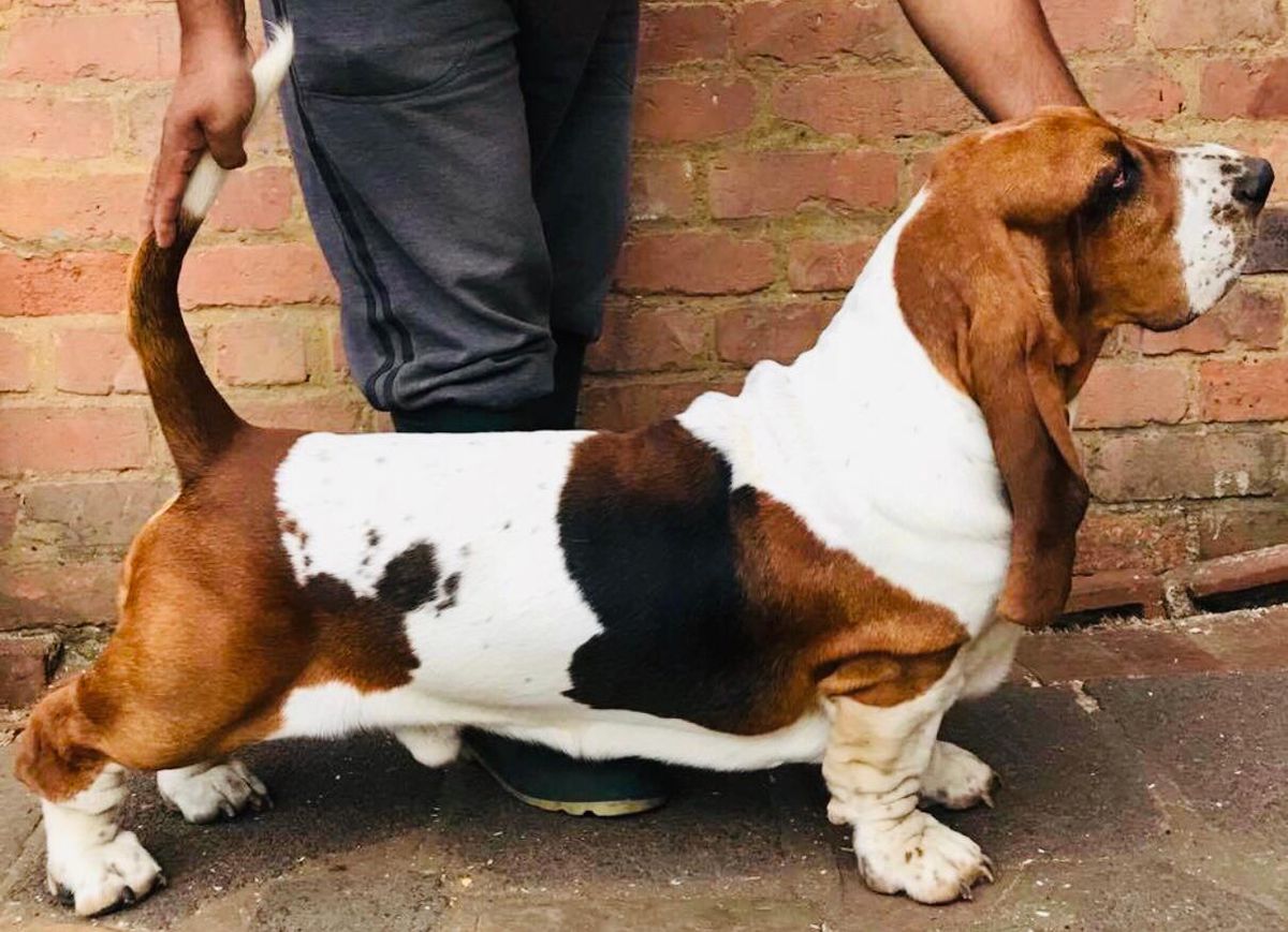 VEZUVII DOMINO | Basset Hound 