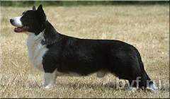 GOWERSTON JAZZSINGER FOR PEMCADER | Cardigan Welsh Corgi 