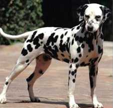 Aurora of the Ebony Spots | Dalmatian 