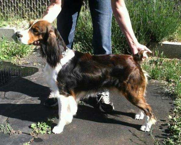 Duncan's Rusti Painite of Downs Lake | English Springer Spaniel 