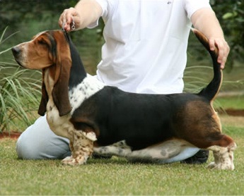 Br Lake Park Naomi | Basset Hound 