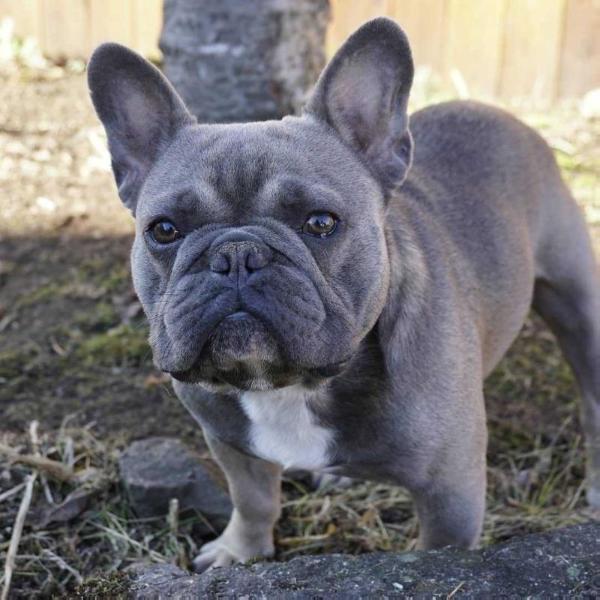 ZHAK ot PRINCESSY DIANY | French Bulldog 