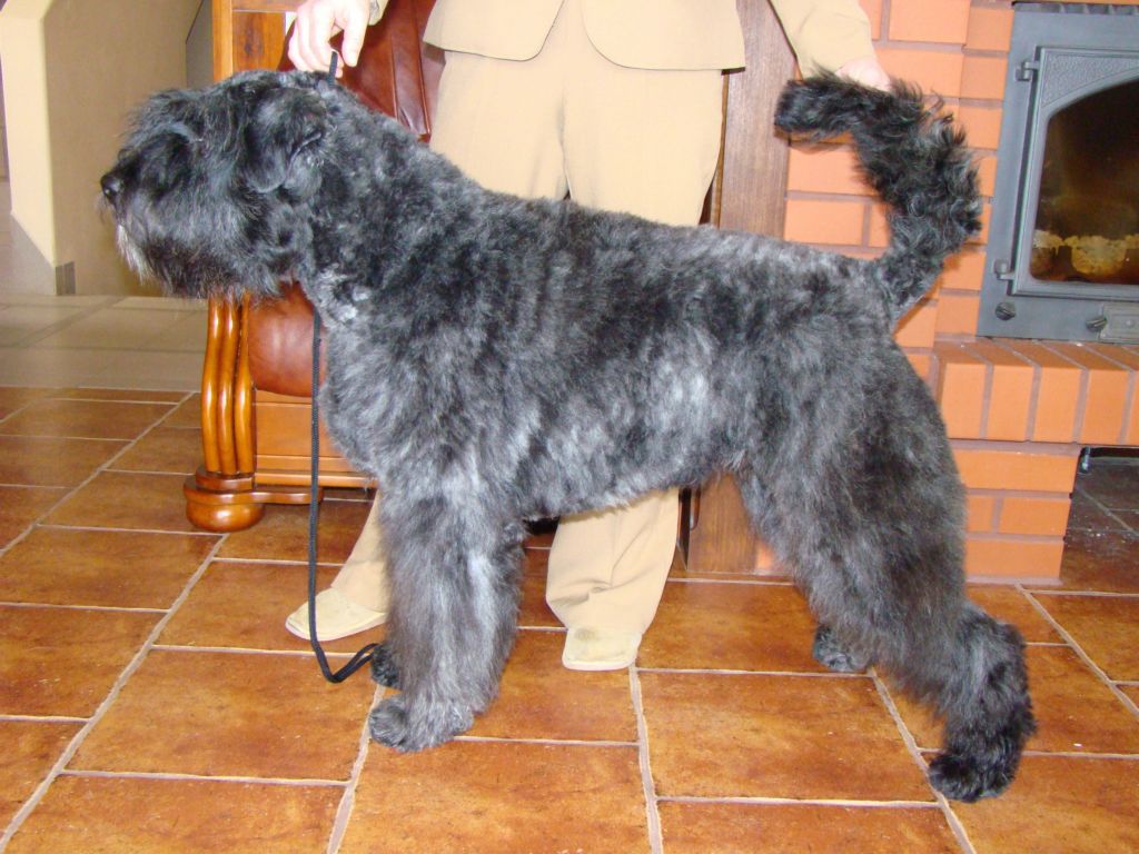 Sintra-Nahita Filos | Bouvier des Flandres 