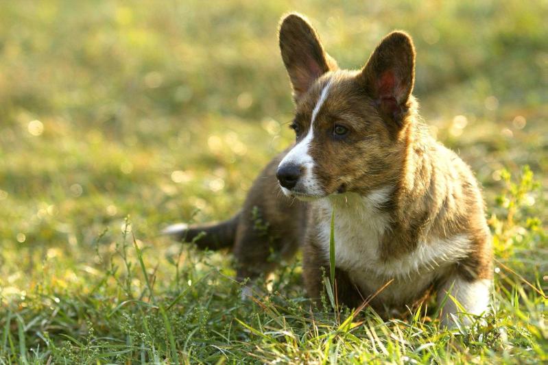 Favorite Siberia Hariton | Cardigan Welsh Corgi 