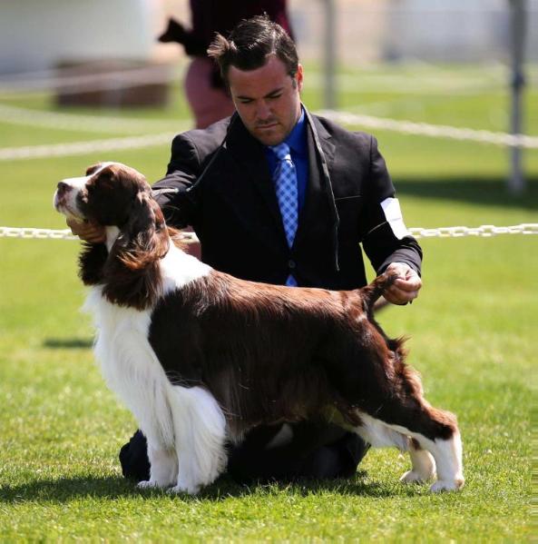 Ocoee away we go | English Springer Spaniel 