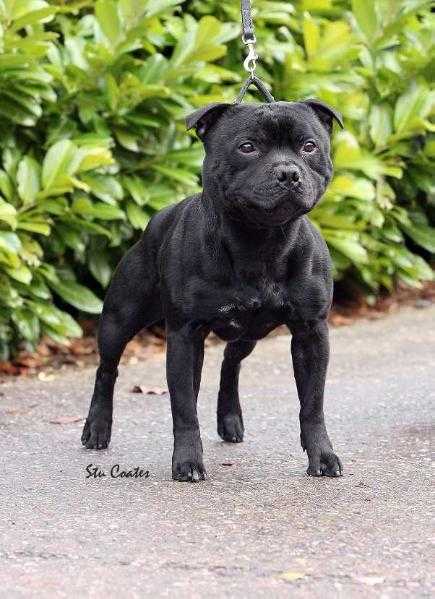 Stormbull So Wot JW | Staffordshire Bull Terrier 