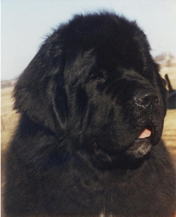 The Bombardier | Newfoundland 