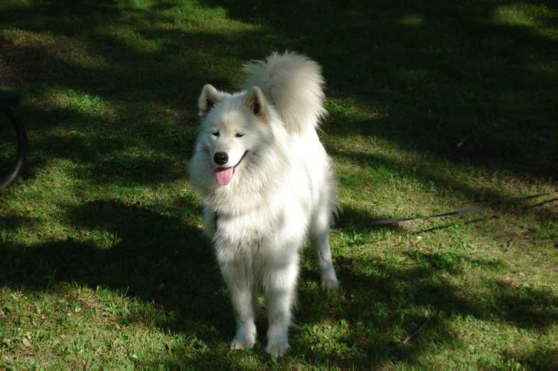 Schultz's Casper | Samoyed 