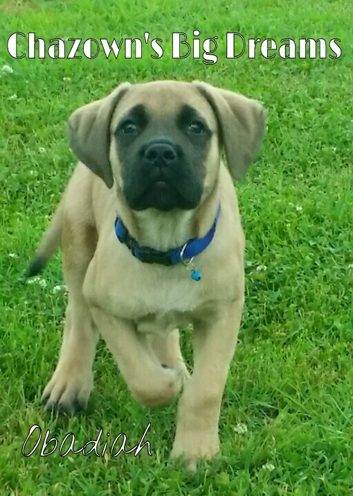 Chazown's Big Dreams | Mastiff 