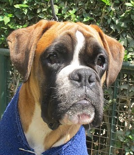 Waikiki d' Mythos | Boxer 