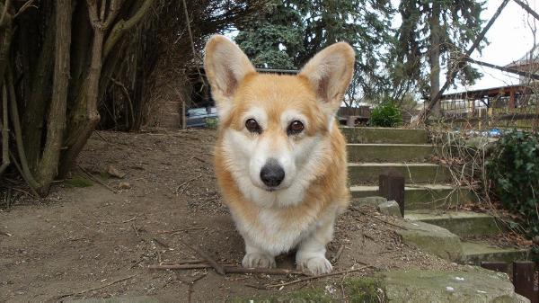 Diana Hacor Silesia | Pembroke Welsh Corgi 