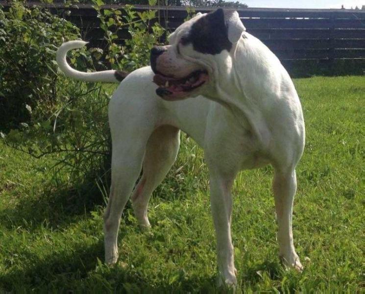 Doghills Disco Ball | American Bulldog 