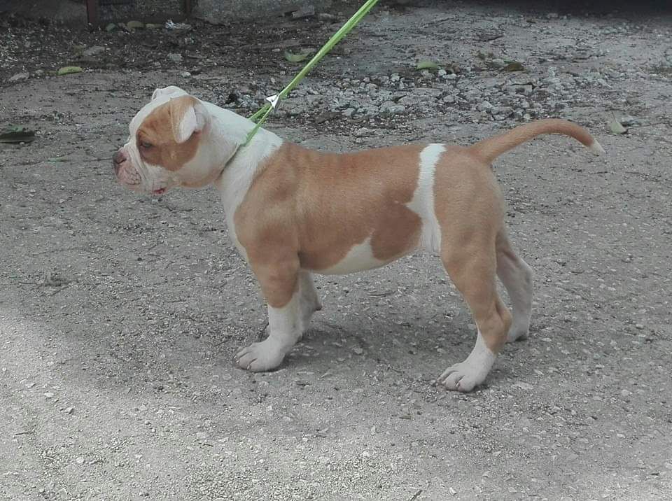 Danibull's Chimera of Chiaradia's | American Bulldog 