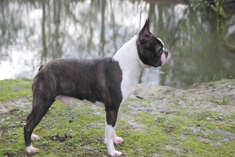 Fantom De Mandraka | Boston Terrier 