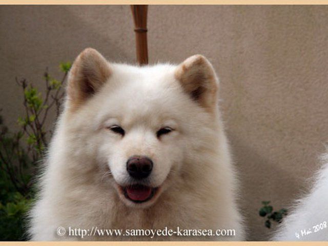 THISBEE BYRON'S PRIDE Of Karasea | Samoyed 